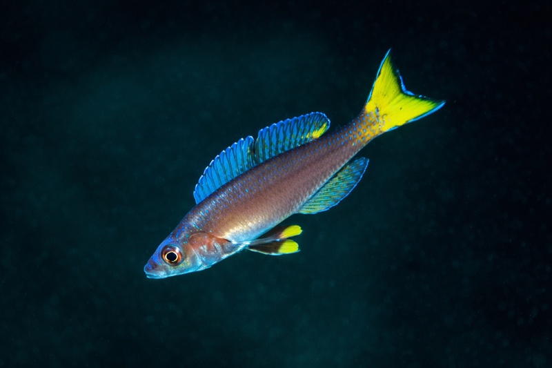 Cyprichromis leptosoma 'Ulwile Island'